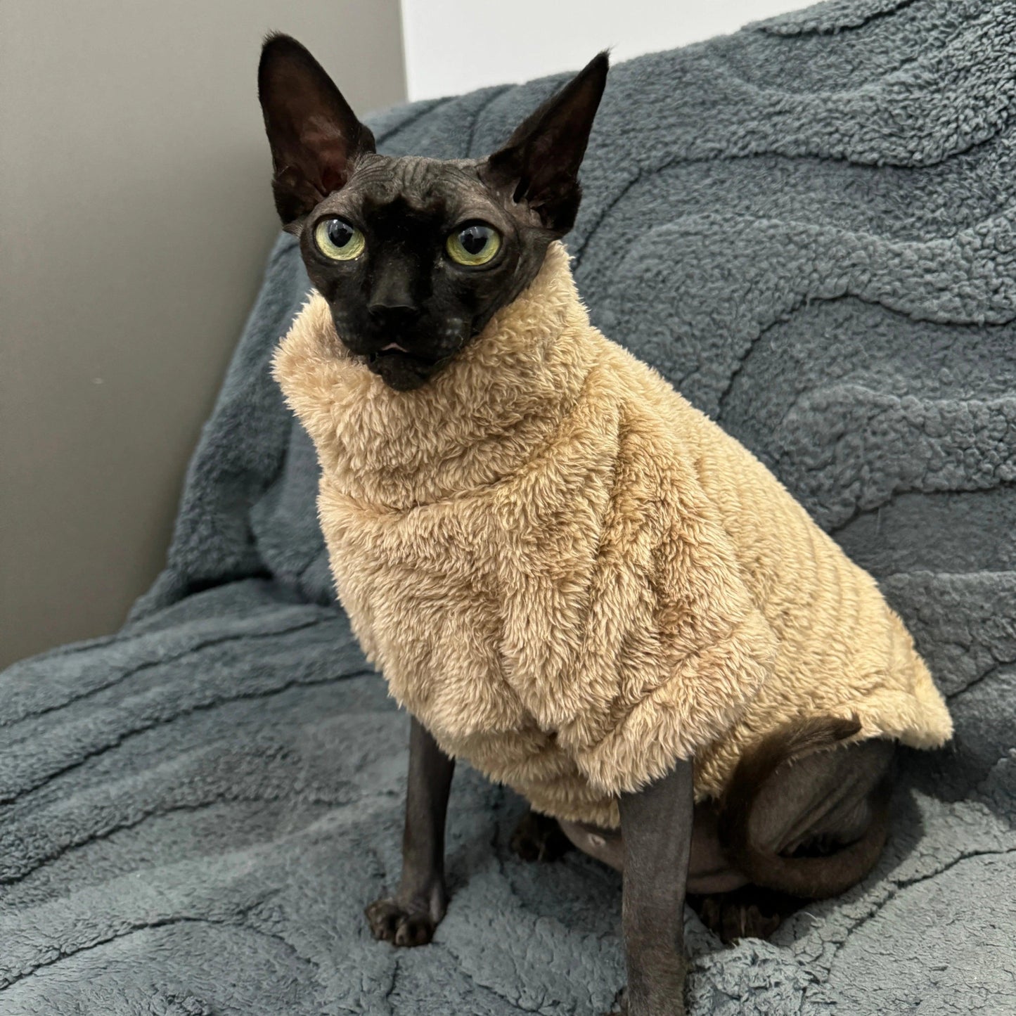 Cozy Cat Sweater for Winter