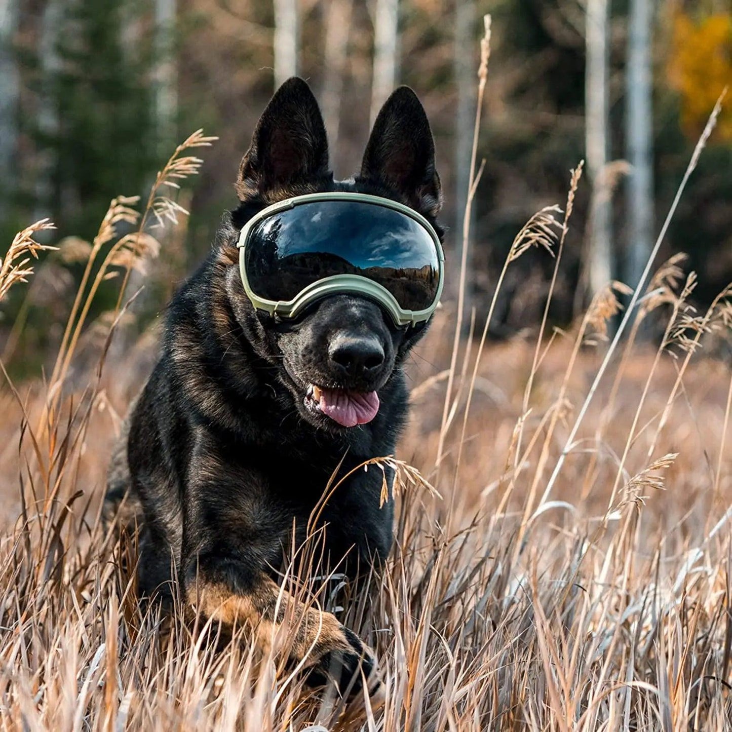 Impact-Resistant Dog Goggles