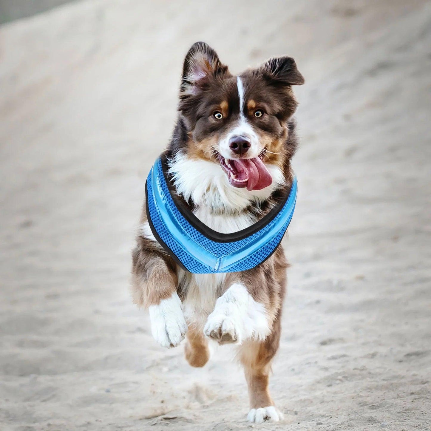 Glow LED Dog Vest Harness