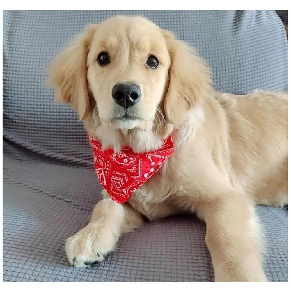 Stylish Bandana Collar Set