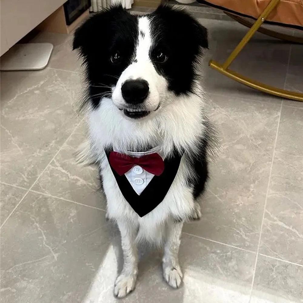 Handsome Dog Bow Tie