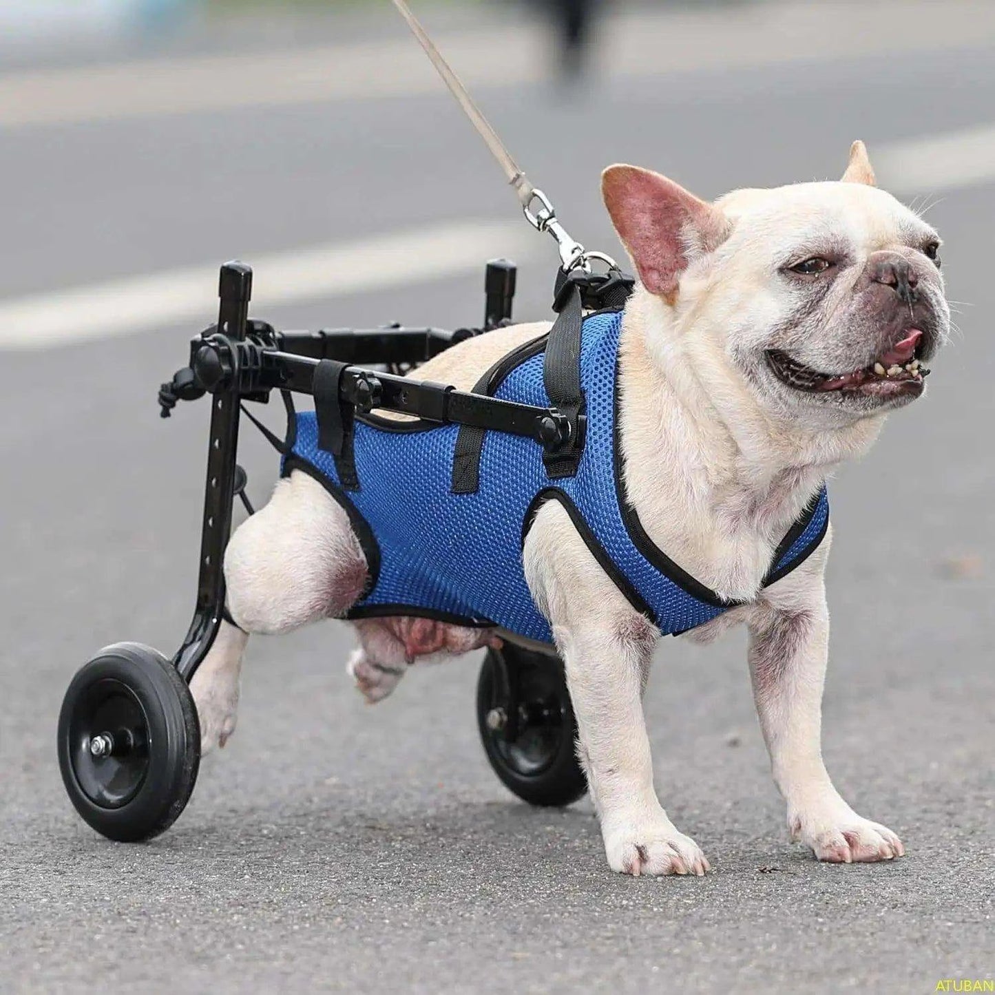 Adjustable Small Dog WheelchairDescription:
Give your disabled pet a second chance at mobility! This adjustable wheelchair helps small dogs regain independence, ensuring they stay active and happRegal Pet PalaceRegal Pet PalaceAdjustable Small Dog