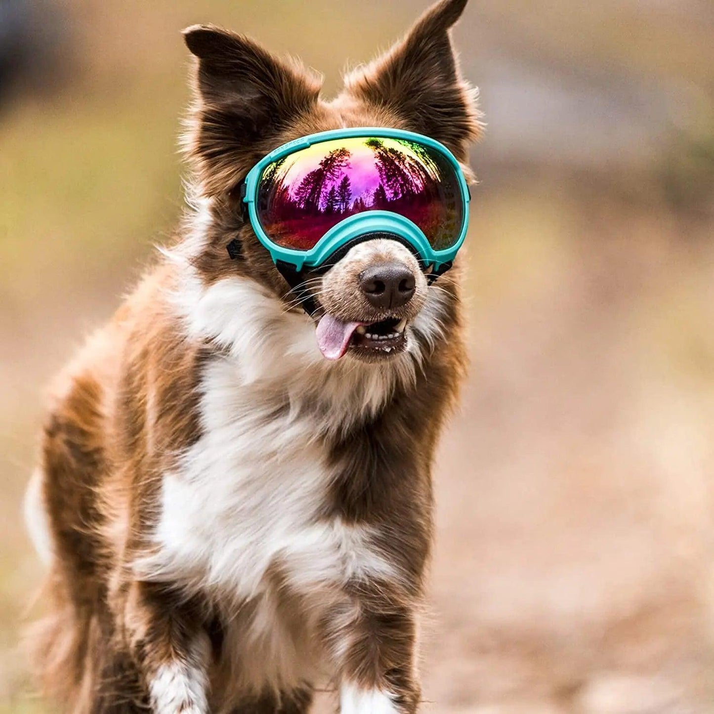 Impact-Resistant Dog Goggles