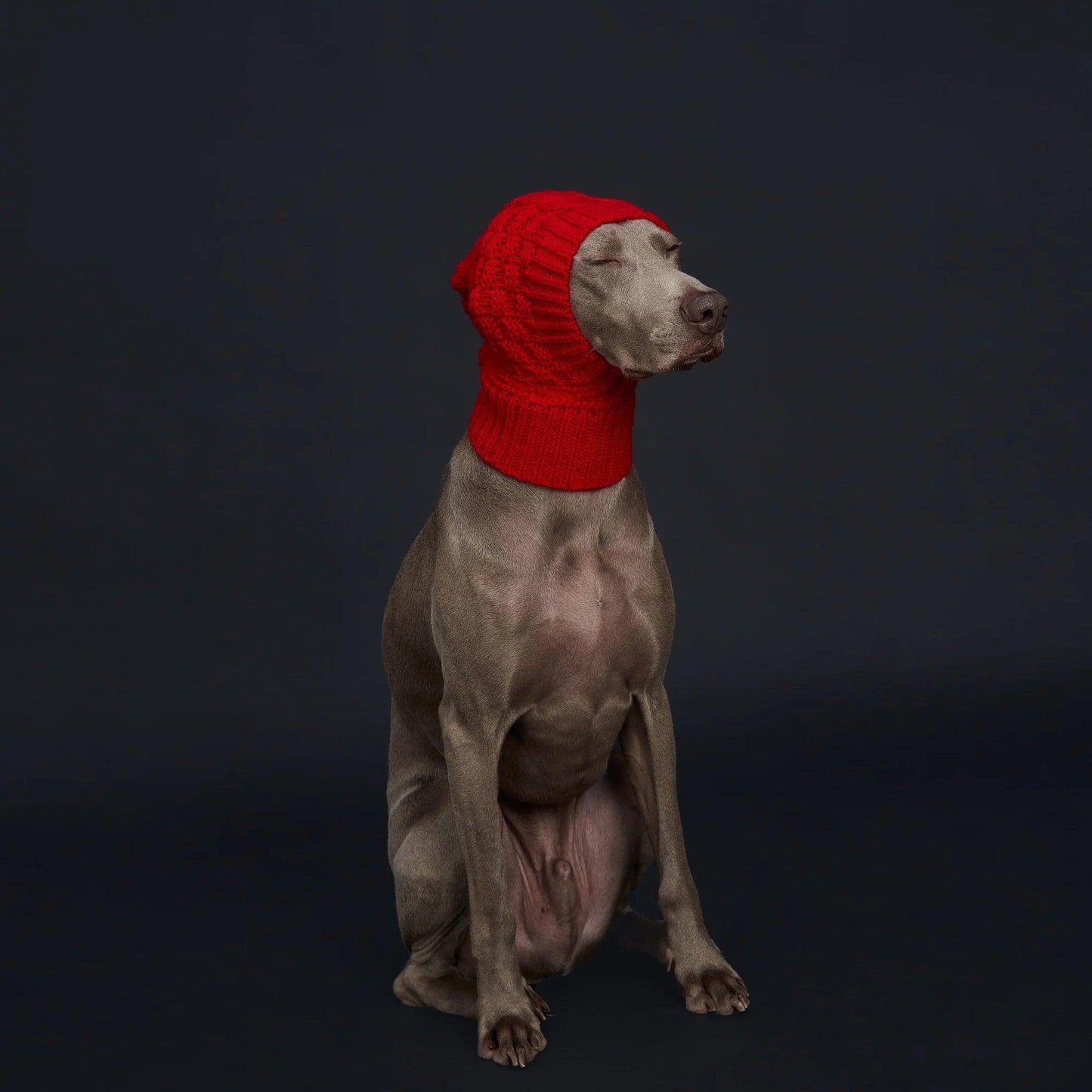 Cozy Pom-Pom Dog Hat