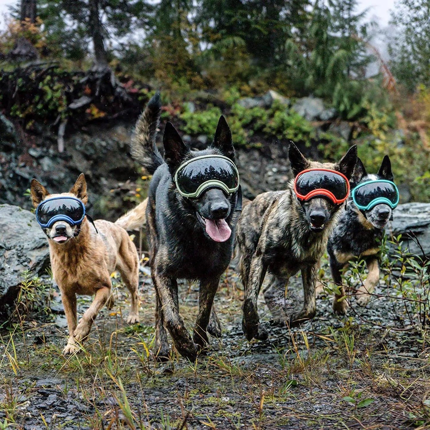 Impact-Resistant Dog Goggles