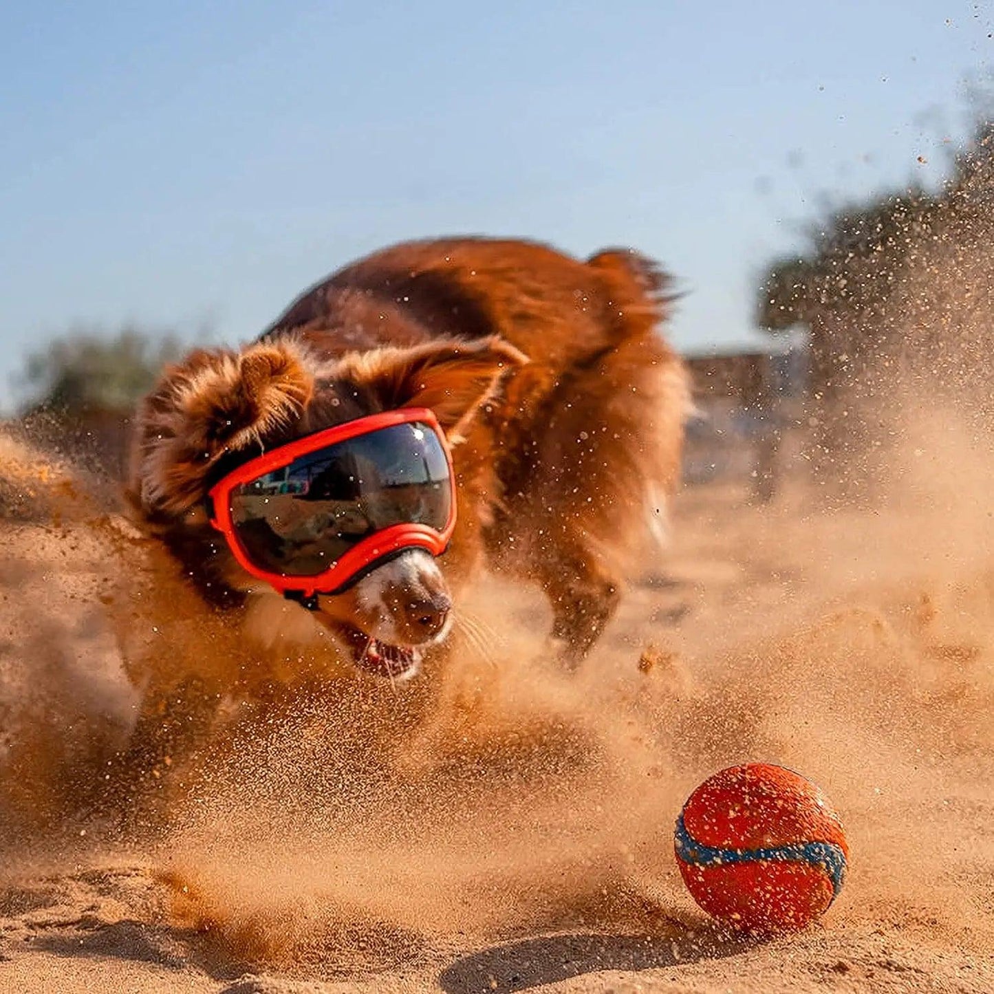 Impact-Resistant Dog Goggles