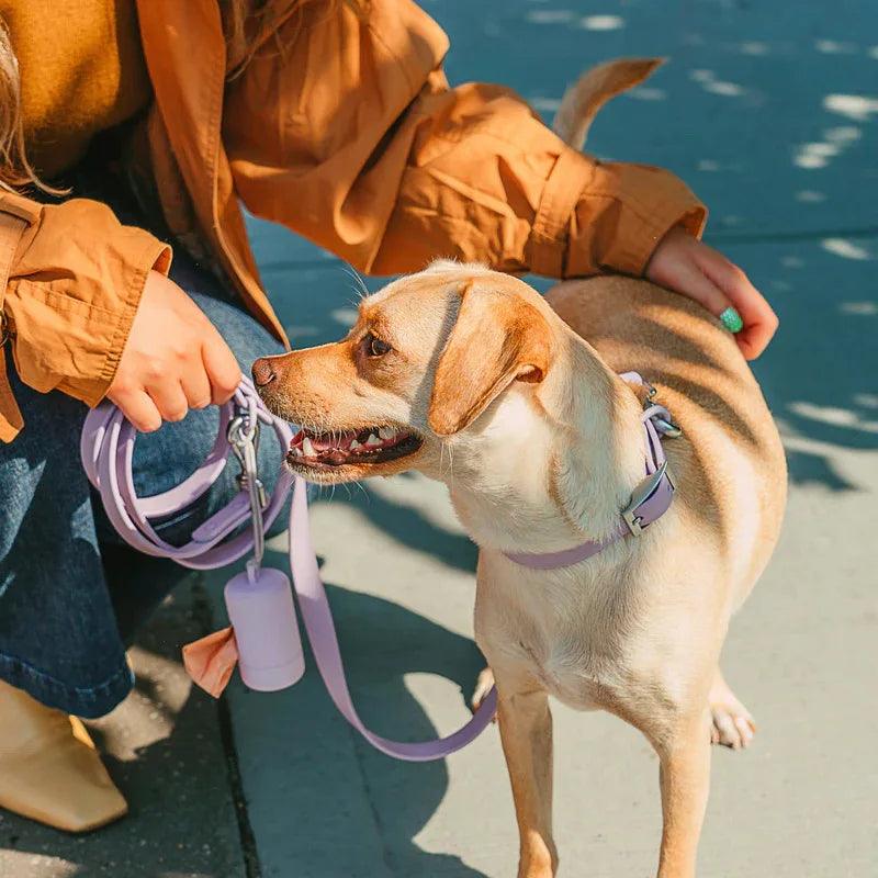 Purple Dog Collar & Leash Set