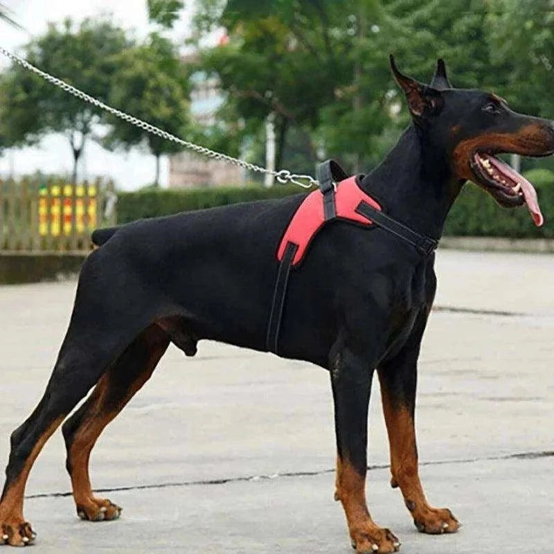 Adjustable Dog Harness & LeashDescription:
Enjoy worry-free walks with your pet! This adjustable harness and strong reflective leash combo ensures comfort, control, and safety for dogs of all siRegal Pet PalaceRegal Pet PalaceAdjustable Dog Harness
