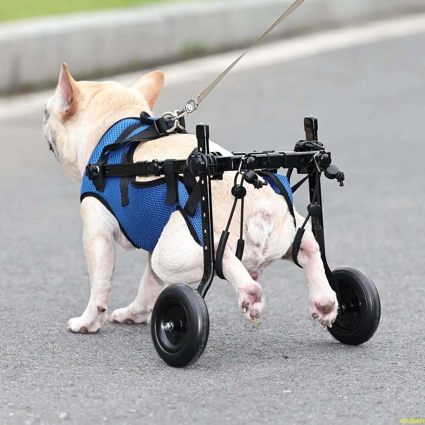 Adjustable Small Dog WheelchairDescription:
Give your disabled pet a second chance at mobility! This adjustable wheelchair helps small dogs regain independence, ensuring they stay active and happRegal Pet PalaceRegal Pet PalaceAdjustable Small Dog