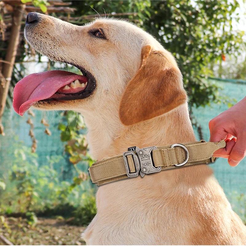 Durable Dog Collar & Leash