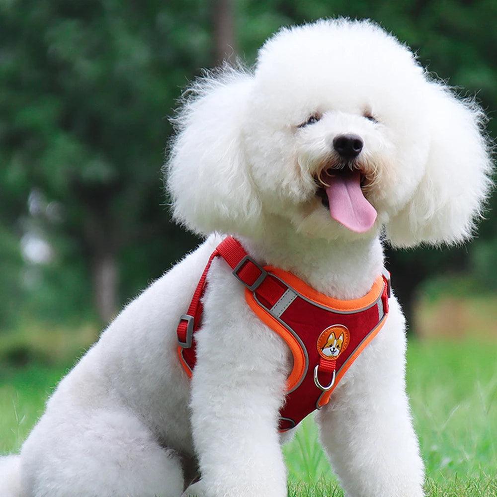 No Pull Dog Harness Set