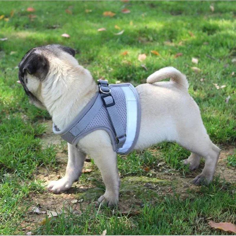 Adjustable Pet Harness & Leash