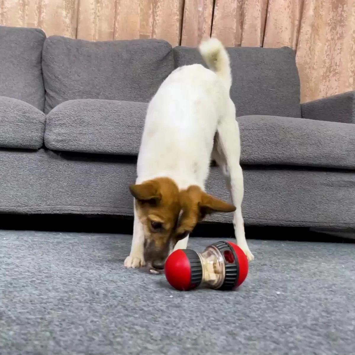 Interactive Dog IQ Toy