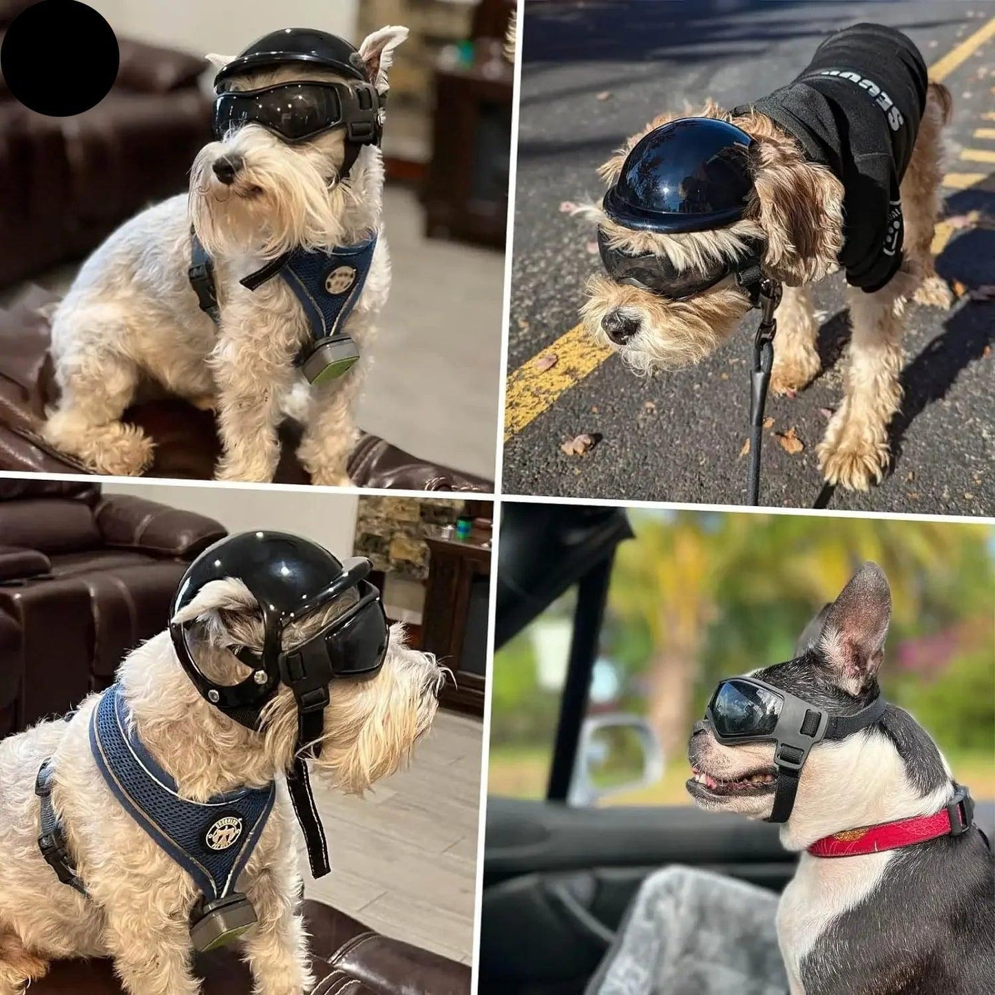 Dog Motorcycle Helmet & Goggles