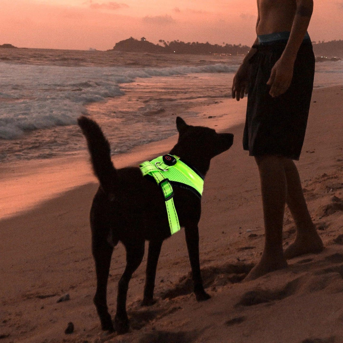 Glow LED Dog Vest Harness
