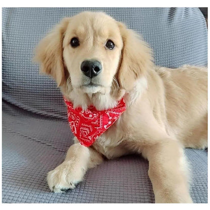 Stylish Bandana Collar Set