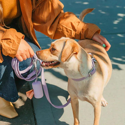 Purple Dog Collar & Leash Set