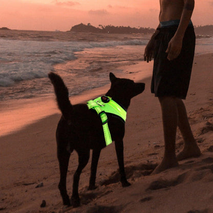 Glow LED Dog Vest Harness