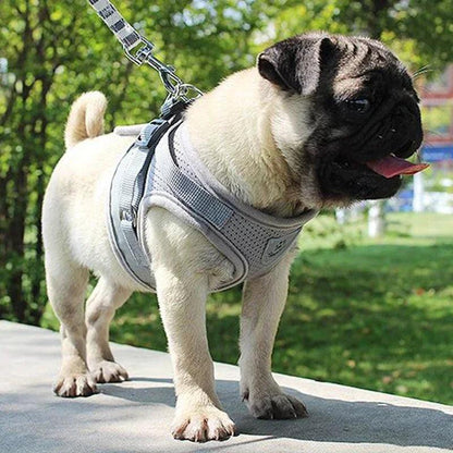Adjustable Pet Harness & Leash