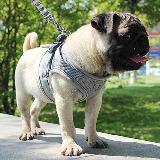 Adjustable Pet Harness & Leash