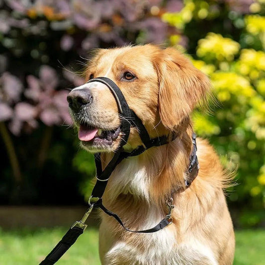 Adjustable No-Pull Dog Halter