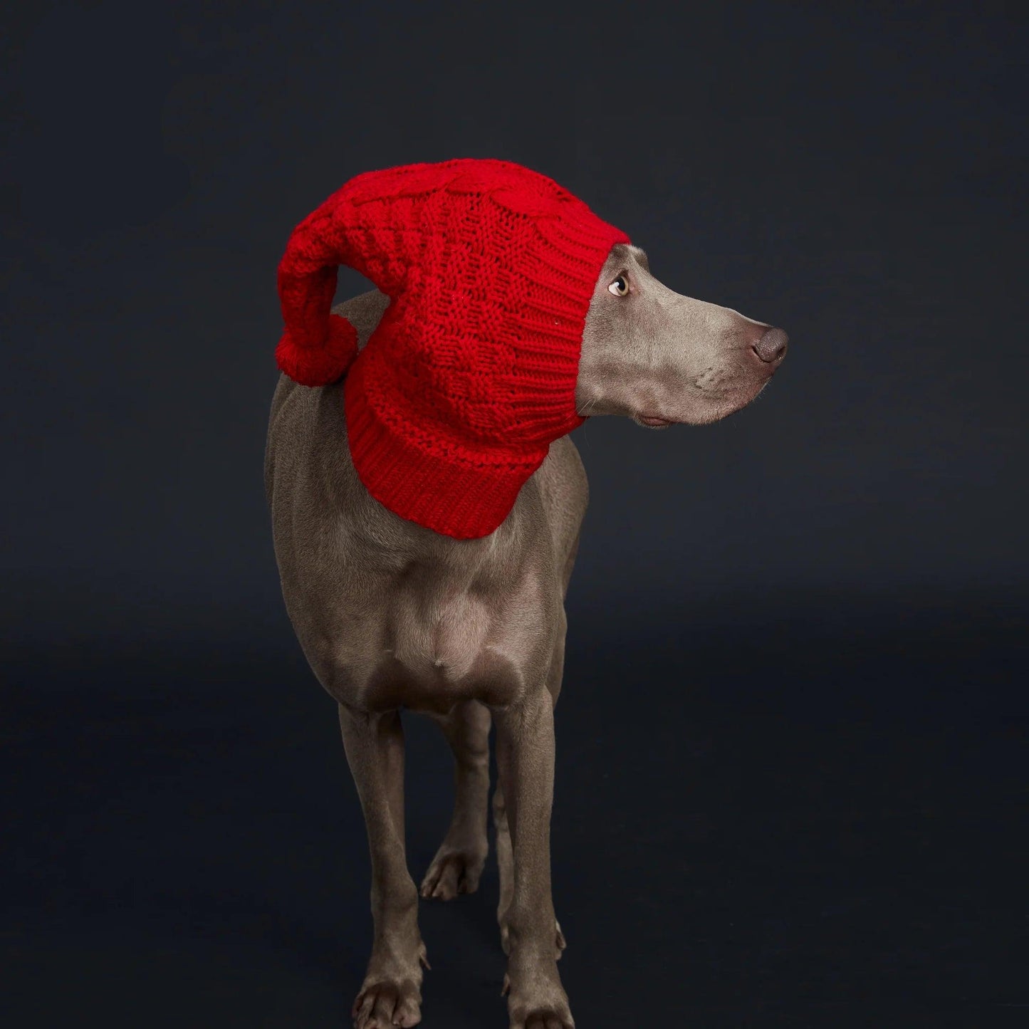 Cozy Pom-Pom Dog Hat